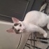 Beyaz, dost canlısı tekir kedi