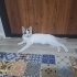 Beyaz, dost canlısı tekir kedi fotoğraf