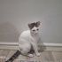 Beyaz sağlıklı dişi yavru kedi fotoğraf