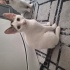 Beyaz sağlıklı dişi yavru kedi fotoğraf