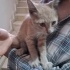 Yavru tekir kedi fotoğraf