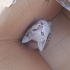 Yavru tekir kedi fotoğraf