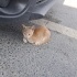 Yavru tekir kedi fotoğraf