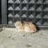 Norwegian Forest ve Sarman kırması 3 aylık kedi fotoğraf