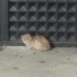 Norwegian Forest ve Sarman kırması 3 aylık kedi fotoğraf