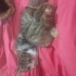 Yavru 2 kedi açil sahiplenecek birileri arıyoruz fotoğraf