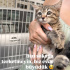 BAL GİBİ TATLI USLU MİNİK KEDİLER