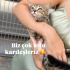 BAL GİBİ TATLI USLU MİNİK KEDİLER fotoğraf