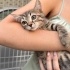 BAL GİBİ TATLI USLU MİNİK KEDİLER fotoğraf