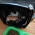 Bahçede beslediğim kedi 5 tane yavruladı. 2 yavru kalınca yavru ağzında pecerede fotoğraf