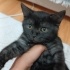 Ücretsiz ...Akıllı sevecen dost canlısı prensese yuva araniyor fotoğraf