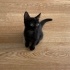 ACİL 🚨 ÇOK AKILLI BİR KEDİ