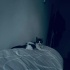 Sevimli bonbon 💕🐾 ömürlük yuvasını arıyor fotoğraf