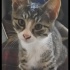 Sevimli ve Harika Bir Kedi Yavrusu