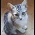 İnsancıl ve Meraklı Kedi