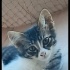 Maskeli Sevimli Kedi