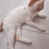 2 aylık yavru kediler 🐱 fotoğraf