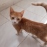 2 aylık yavru kediler 🐱 fotoğraf