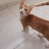2 aylık yavru kediler 🐱 fotoğraf