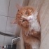 Kısır erkek kedi sahiplendirme fotoğraf