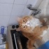 Kısır erkek kedi sahiplendirme fotoğraf