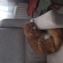 Kısır erkek kedi sahiplendirme fotoğraf