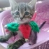 ÇİLEK ÇOK TATLI ❤️ fotoğraf