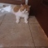 Goldie oğlumuz yuva arıyor fotoğraf