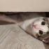 Üç aylık erkek yavru kedi fotoğraf