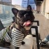 French Bulldog Yuva Arıyor