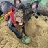 French Bulldog Yuva Arıyor fotoğraf