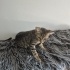 Acil yuva aranıyor fotoğraf