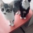 BAL SURATLI BEBEK YUVA ARIYOR fotoğraf