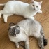 Beyaz British shorthair ve Gri beyaz scottish fold erkek kediler fotoğraf