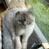 Beyaz British shorthair ve Gri beyaz scottish fold erkek kediler fotoğraf