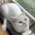 Beyaz British shorthair ve Gri beyaz scottish fold erkek kediler fotoğraf