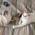 Beyaz British shorthair ve Gri beyaz scottish fold erkek kediler fotoğraf