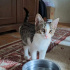 İKİ MİNİK KARDEŞ YUVA ARIYOR fotoğraf