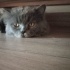 PAŞAMIZI SAHİPLENDİRME fotoğraf