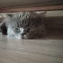 PAŞAMIZI SAHİPLENDİRME fotoğraf