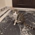 Çok oyuncu ve kibar fotoğraf