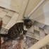 Çok oyuncu ve kibar fotoğraf
