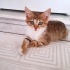 Çoraplı tekir yuva arıyor 🐾 fotoğraf