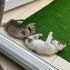 Yavru iki erkek kedi fotoğraf
