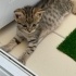 Yavru iki erkek kedi fotoğraf