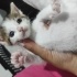 Yavru iki erkek kedi fotoğraf