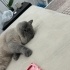 Hem Yakışıklı Hem Uysal fotoğraf