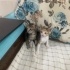 Yeni doğmuş bebekler 😻 fotoğraf