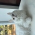 bu asil kediye kalıcı yuva arıyoruz fotoğraf