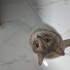 Brisith kızıma yuva ariyorum(eşyaları ile verilecek) fotoğraf